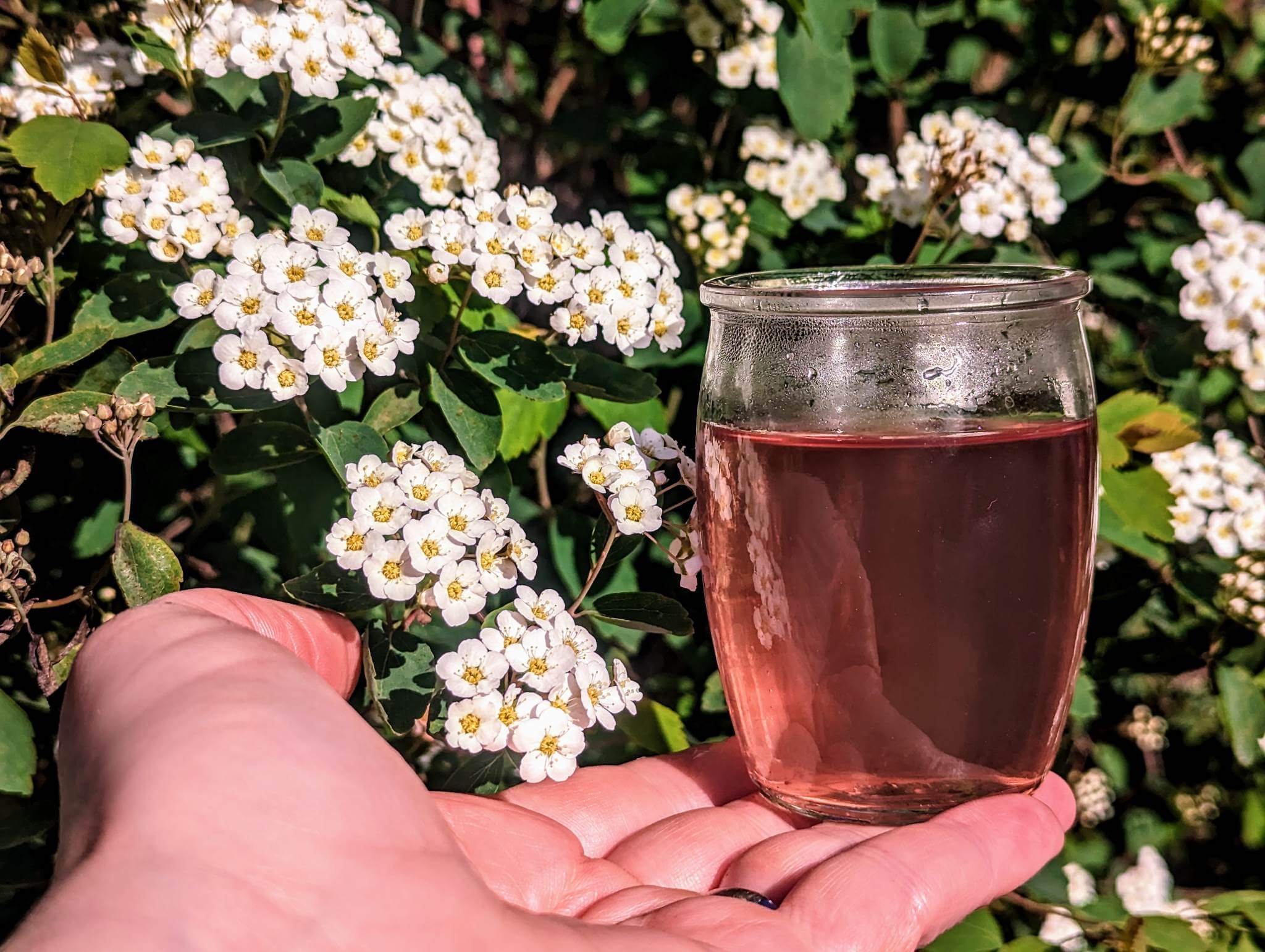 A hand holds a glass of pink liquid in front of a backdrop of white flowers.