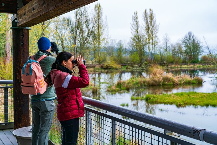 Birding in Olympia and Thurston County